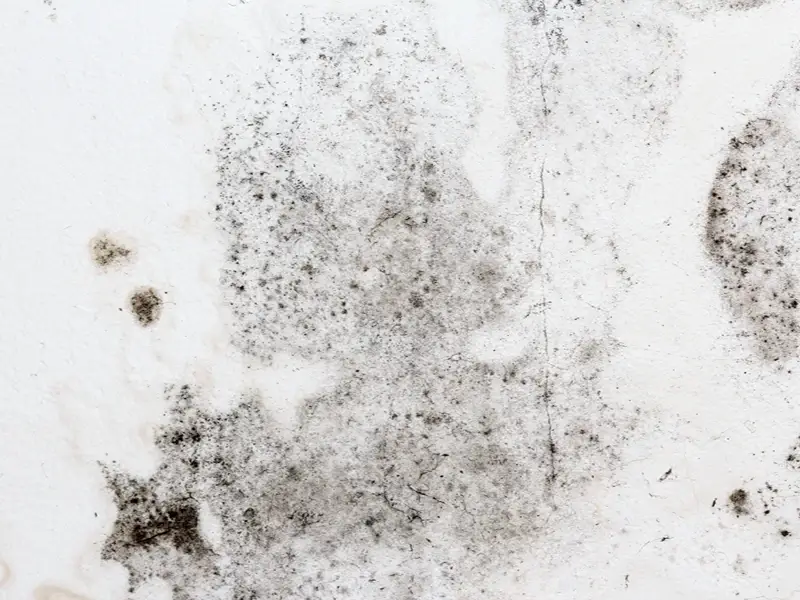 Mold and dirt stains on a white wall.