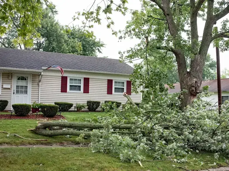 Fallen tree branches in a yard beside a house.